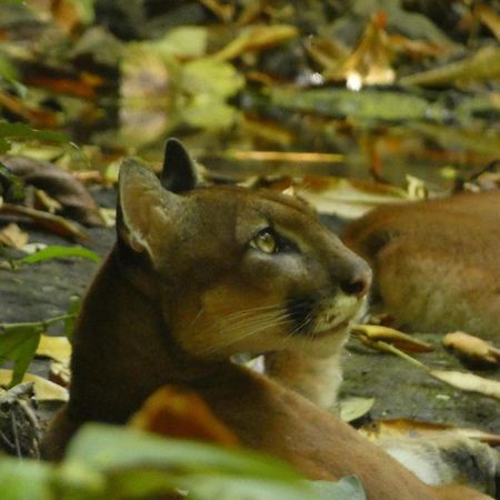 Corcovado Wilderness Lodge By Scp San Pedrillo Екстер'єр фото