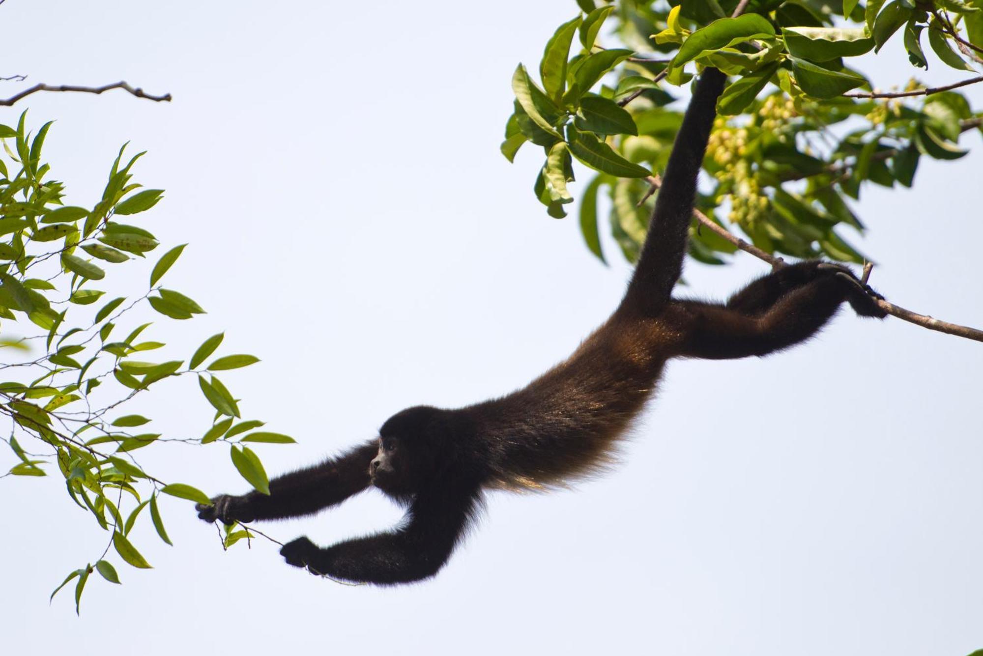 Corcovado Wilderness Lodge By Scp San Pedrillo Екстер'єр фото