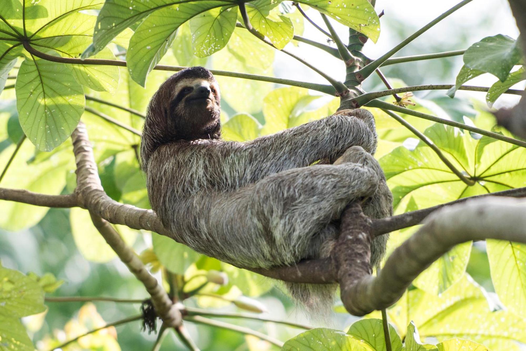 Corcovado Wilderness Lodge By Scp San Pedrillo Екстер'єр фото