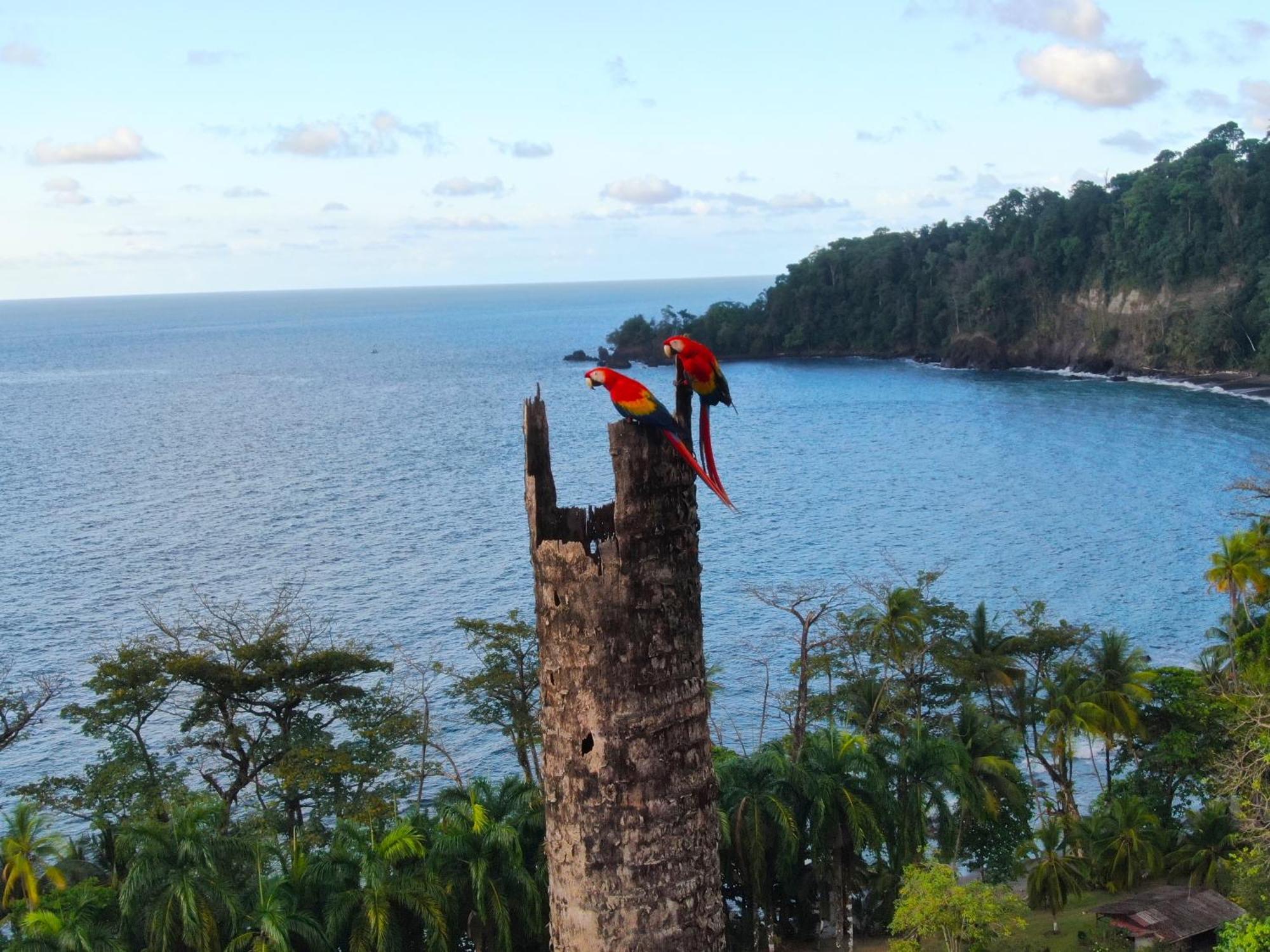 Corcovado Wilderness Lodge By Scp San Pedrillo Екстер'єр фото