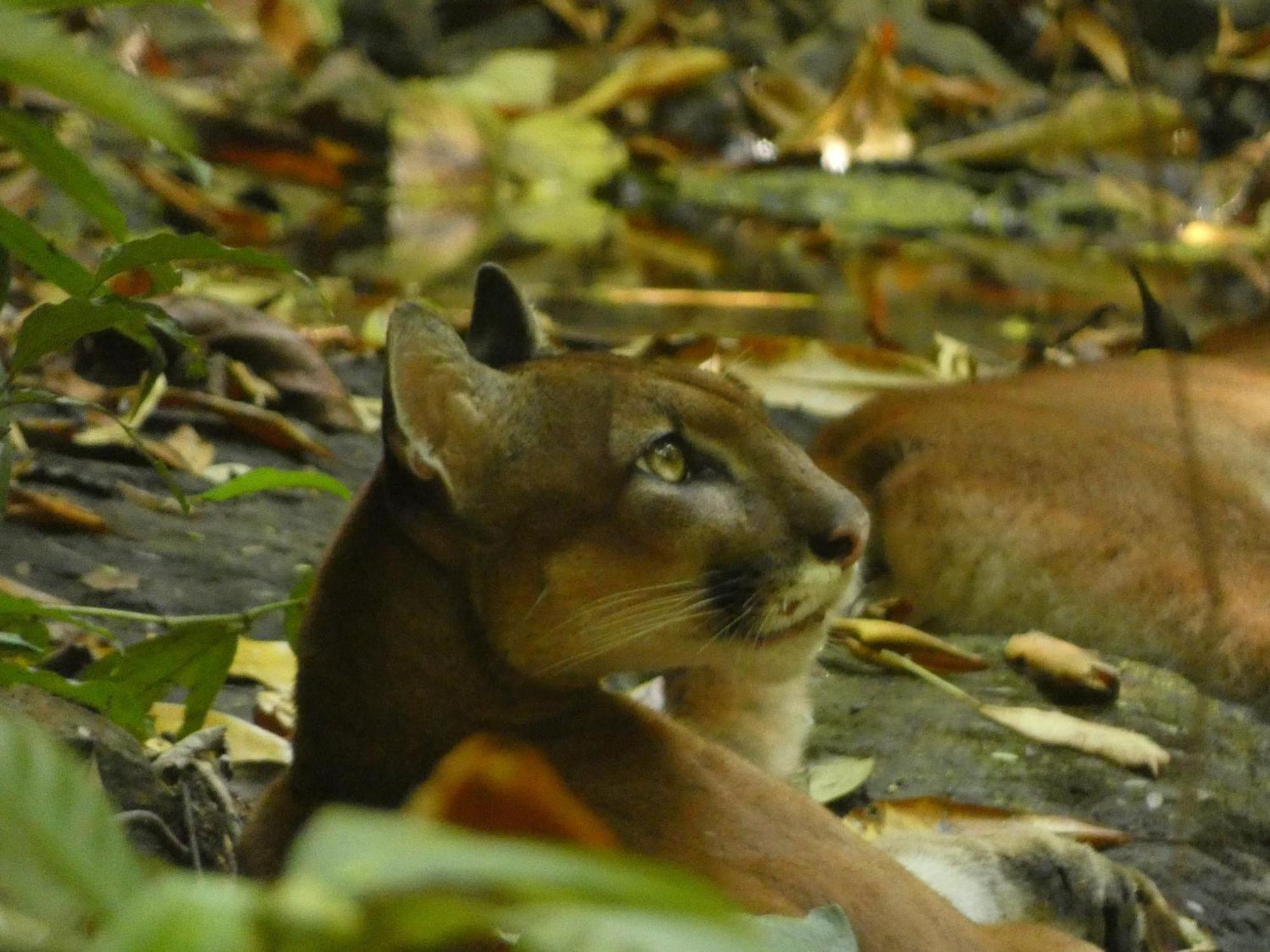 Corcovado Wilderness Lodge By Scp San Pedrillo Екстер'єр фото